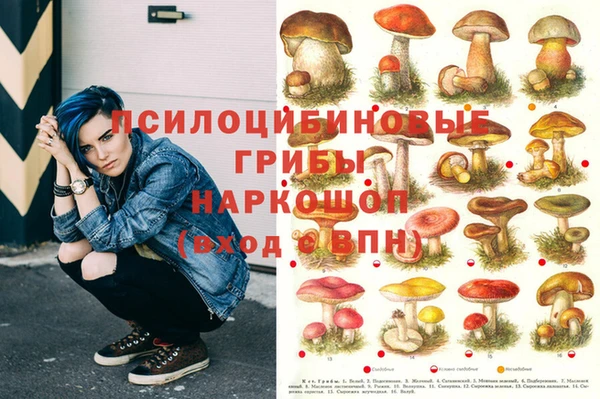 гашик Богданович